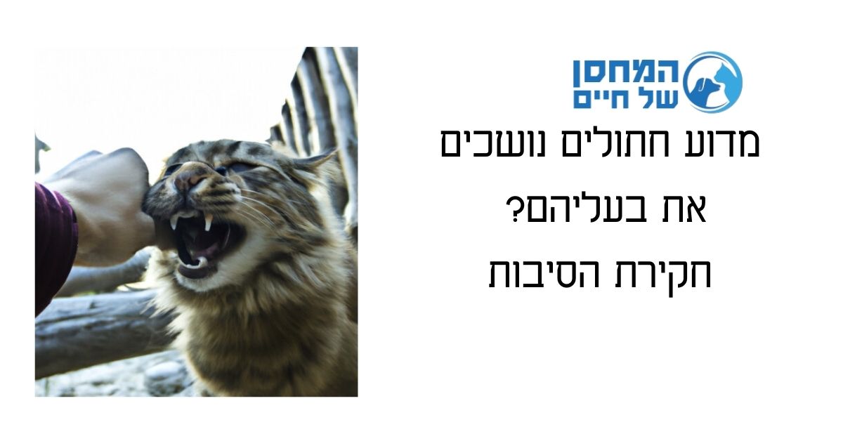 מדוע חתולים נושכים את בעליהם? חקירת הסיבות